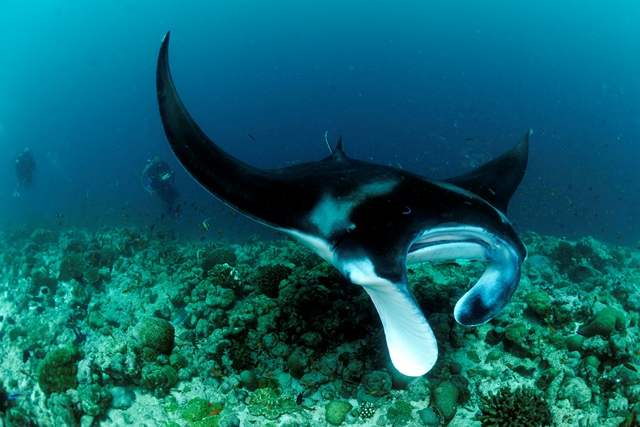 2PacConvo CMS Reef Manta Ray Maldives  Guy Stevens