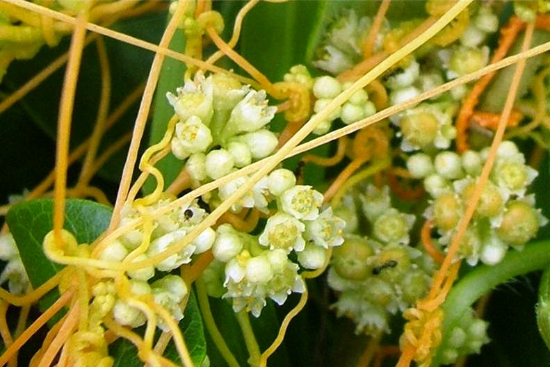 Cuscuta