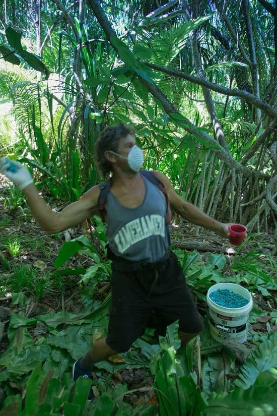 Ian-Karika-spreading-rat-bait-on-suwarrowjpg