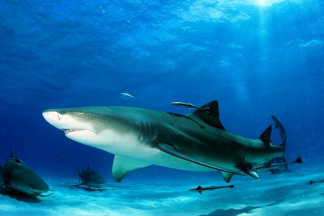 Lemon Shark