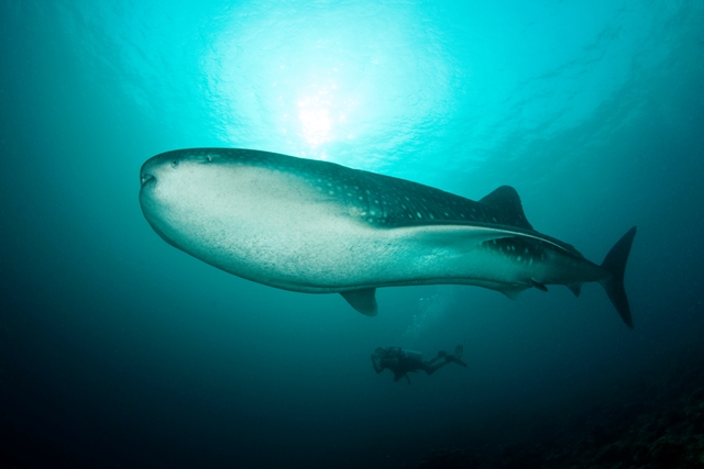 Whale shark web copy