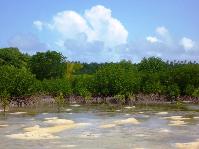 seaward hybrid and scattered web