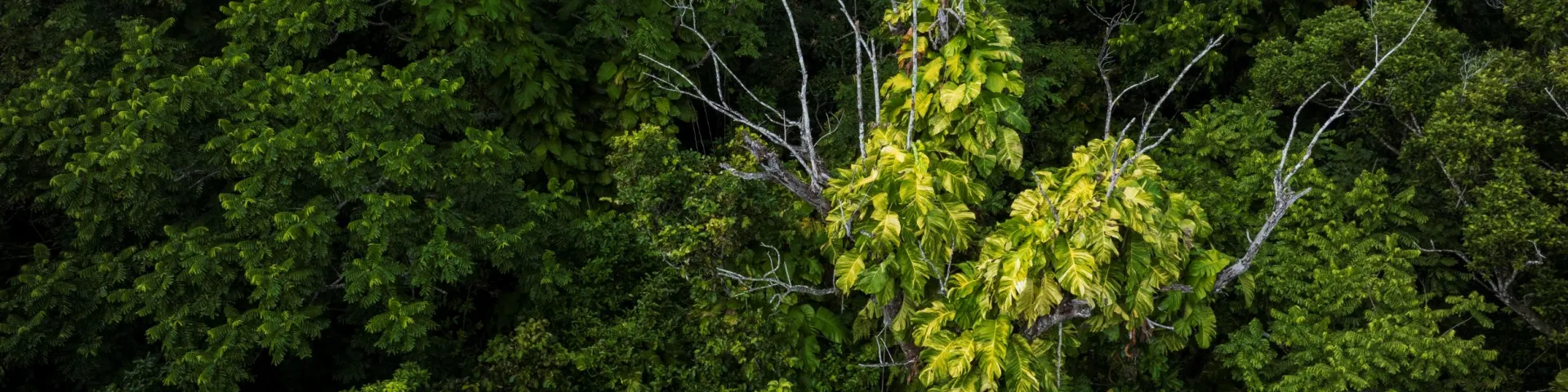 Natural Enemies-Natural Solutions (NENS)