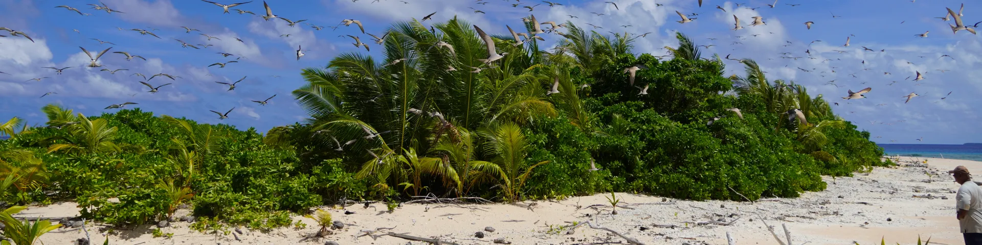 Predator Free Pacific (PFP)