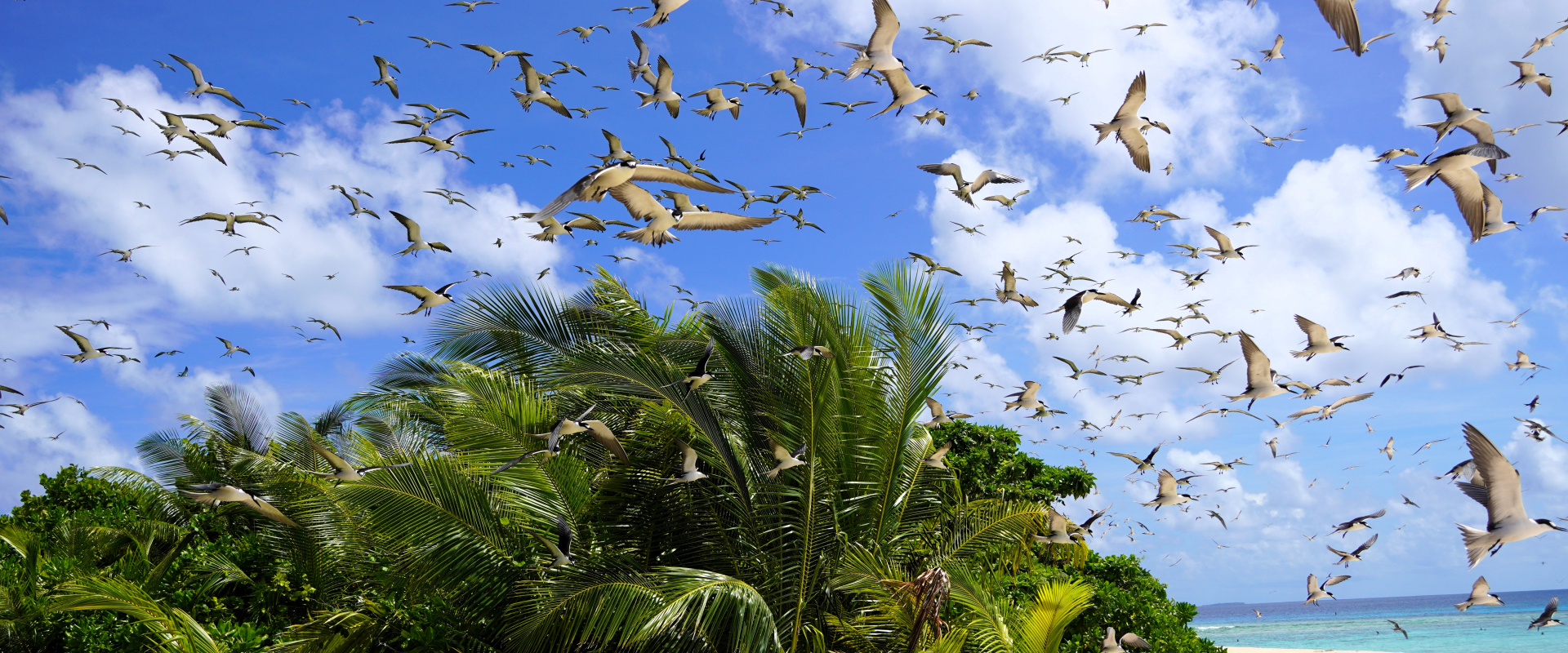 Predator Free Pacific (PFP)