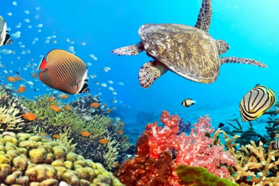 Predator Free Pacific (PFP)