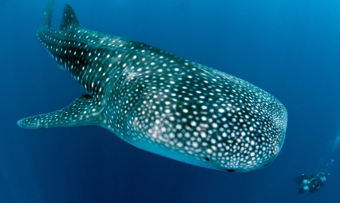 Whale Shark in Maldives