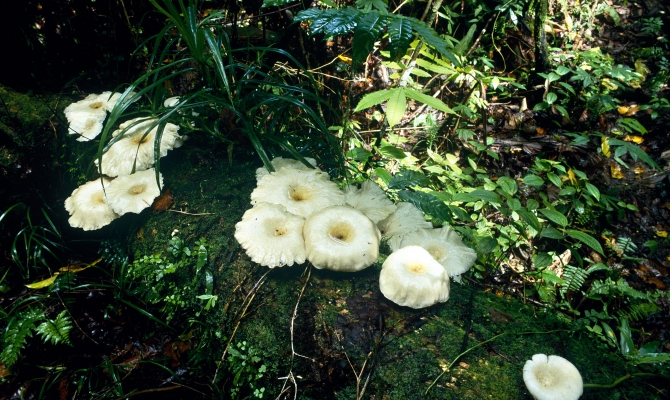 Forest fungus