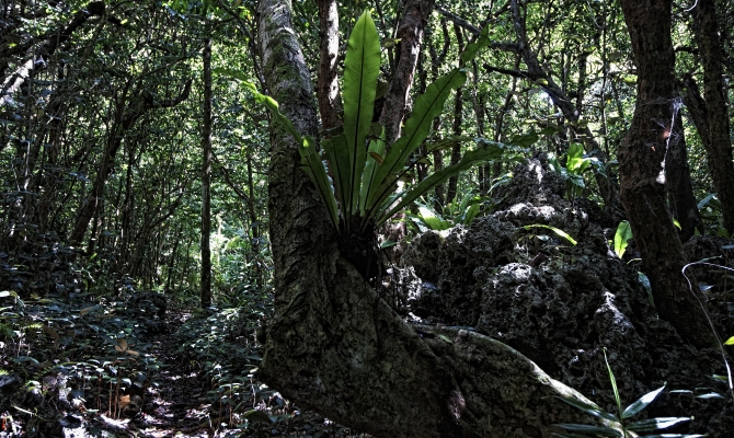 Huvalu Conservation Area in Niue - Photo by S.Chape