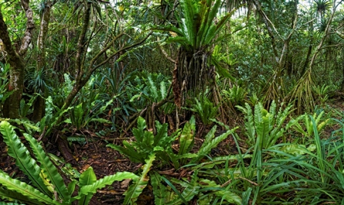 O le Pupu Pue National Park pandanus forest, Samoa © S. Chape