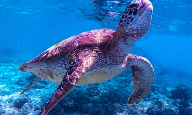 Turtle