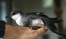 Tropical shearwater