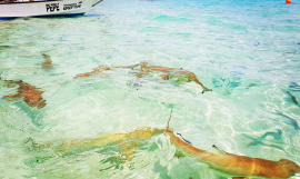 Sharks
