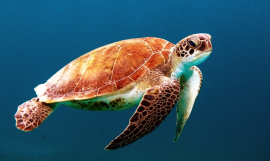 Green turtle 