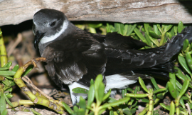 Phoenix Petrel (Te Ruru) over Namroona. Photo: Ray Pierce
