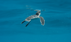 Baby turtle coming up for air.