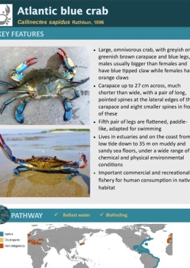 Atlantic blue crab