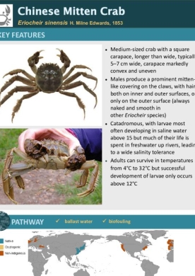 Chinese mitten crab