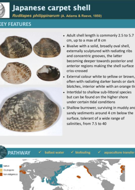 Japanese carpet shell