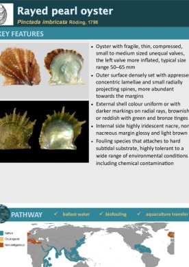 Rayed pearl oyster