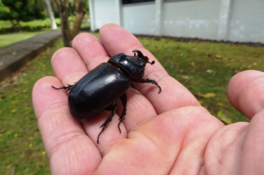 Coconut Rhinoceros Beetle_SPREP