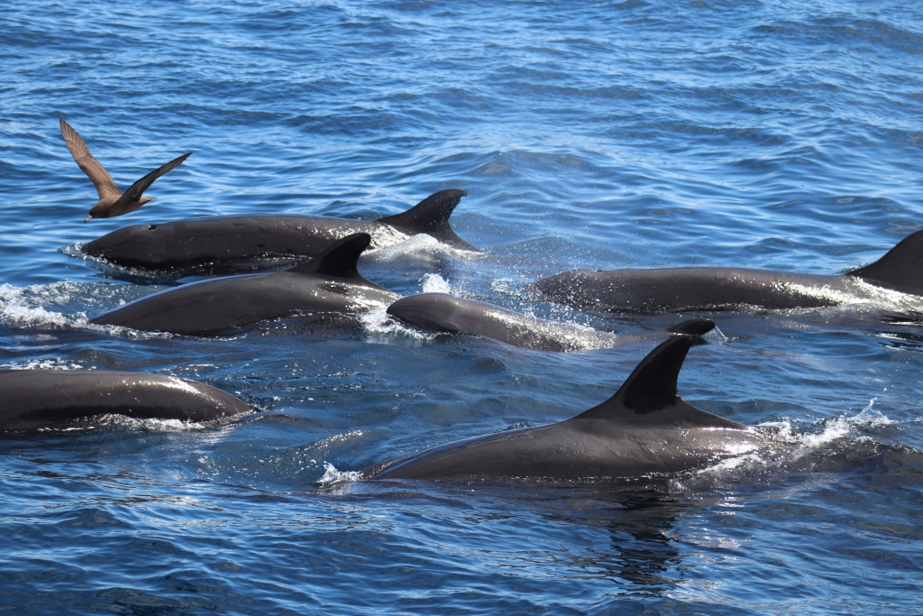 False killer whales 