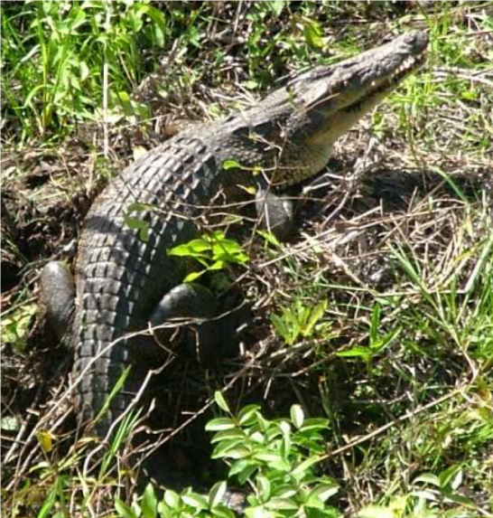 Crocodile on her nest 